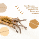 cordyceps biactive ingredients