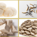 hericium, cordyceps, poria, maitake