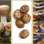 ganoderma, šitake, agaricus