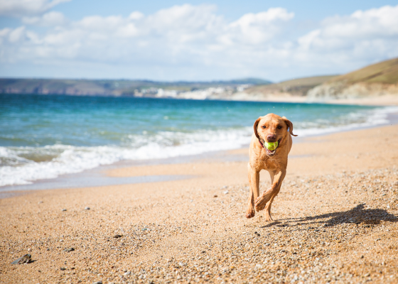 activen pes na plaži