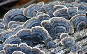 Trametes versicolor ali pisana ploskocevka