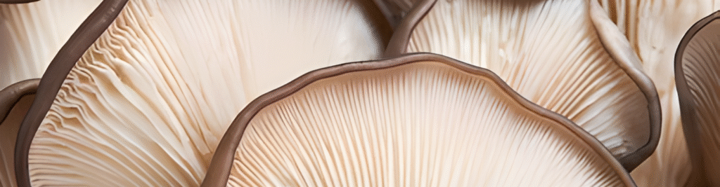 0yster mushroom 2 (1532 x 400 px)